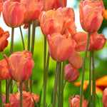 Tulip Charade Spring Bulbs Tall stems of orange-pink Charade tulips swaying in a sunlit spring garden, with a vivid green backdrop. 2