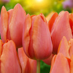 Tulip Charade Spring Bulbs Close-up of glowing peach-orange Charade tulips with soft petals, basking in warm sunlight. 4