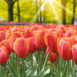Tulip Charade Spring Bulbs Wide view of a tulip field filled with red and orange Charade tulips under bright golden sunbeams in a park setting. 5