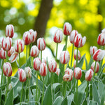 Tulip Happy Generation Spring Bulbs  A cheerful group of ‘Happy Generation’ tulips in full bloom, displaying white petals streaked with bold red flames, set against a softly blurred green and yellow woodland background. 5