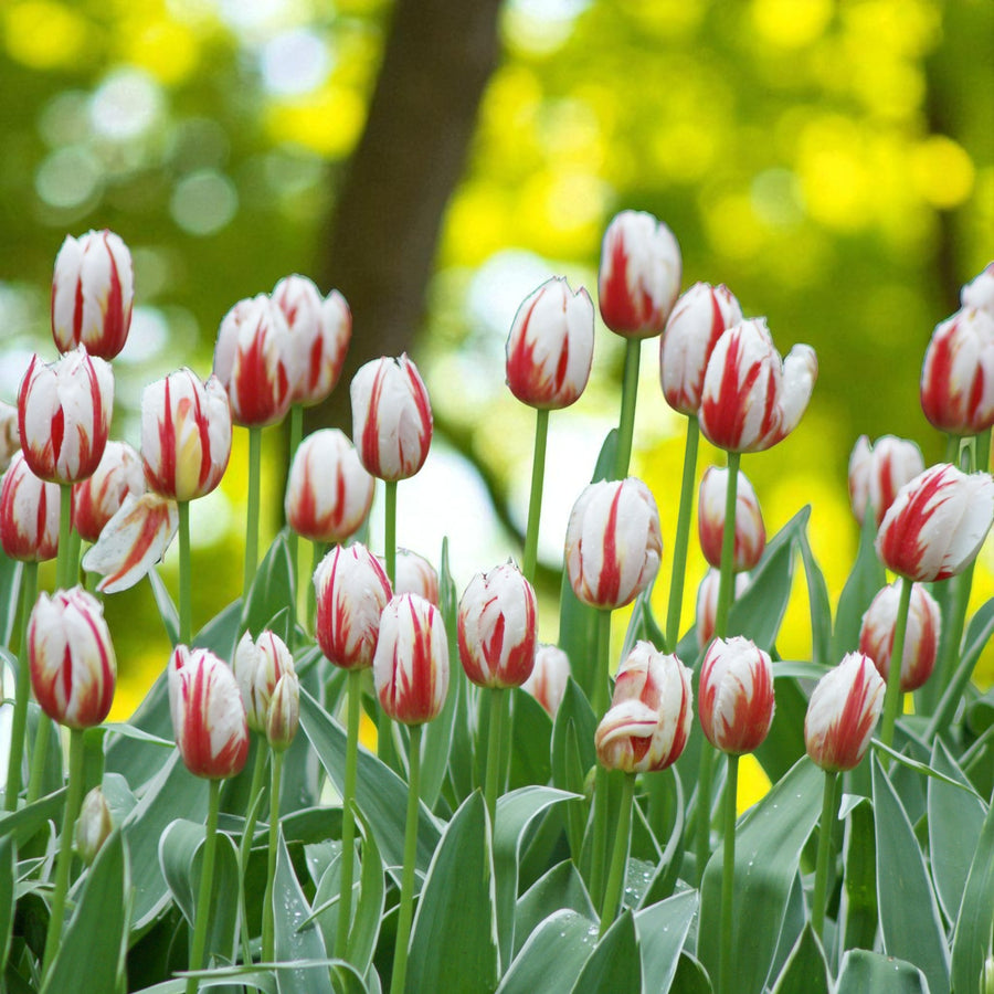 Tulip Happy Generation Spring Bulbs  A cheerful group of ‘Happy Generation’ tulips in full bloom, displaying white petals streaked with bold red flames, set against a softly blurred green and yellow woodland background. 5