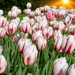 Tulip Happy Generation Spring Bulbs  A vibrant display of red and white ‘Happy Generation’ tulips basking in the golden glow of the setting sun, forming a striking carpet of colour in a spring garden. 2