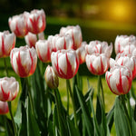Tulip Happy Generation Spring Bulbs Elegant white tulips with red flame-like markings on tall green stems, standing upright and glowing under warm sunshine in a garden setting. 4
