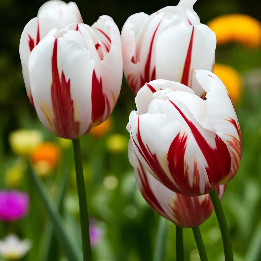 Tulip Happy Generation Spring Bulbs Close-up view of three ‘Happy Generation’ tulips with their white petals dramatically marked with vivid red, positioned in front of a backdrop of blurred spring blooms. 1