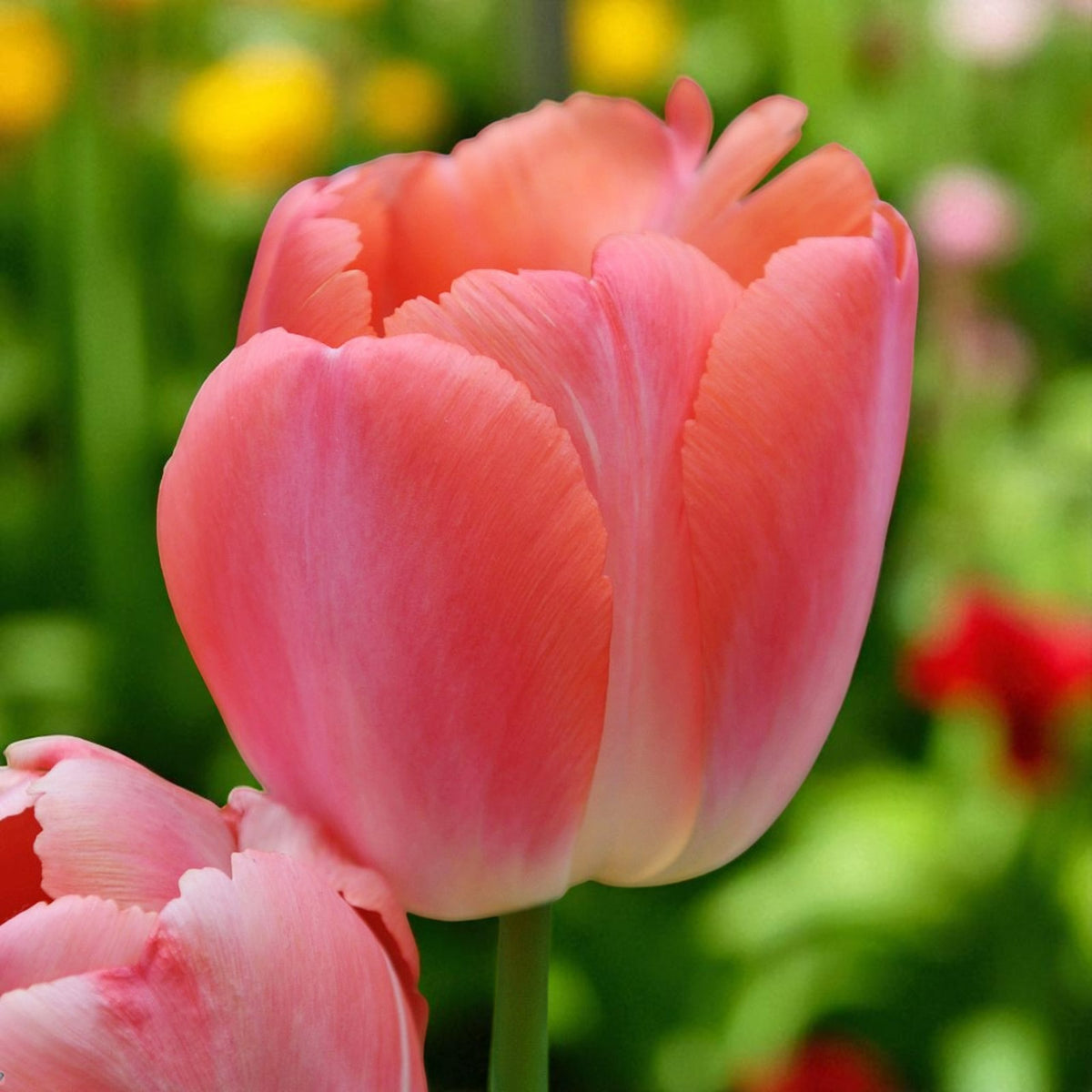 Tulip Orange Pride Spring Bulbs Close-up of vibrant orange tulips with a hint of pink, surrounded by green foliage and small blue flowers in a sunlit garden. 3