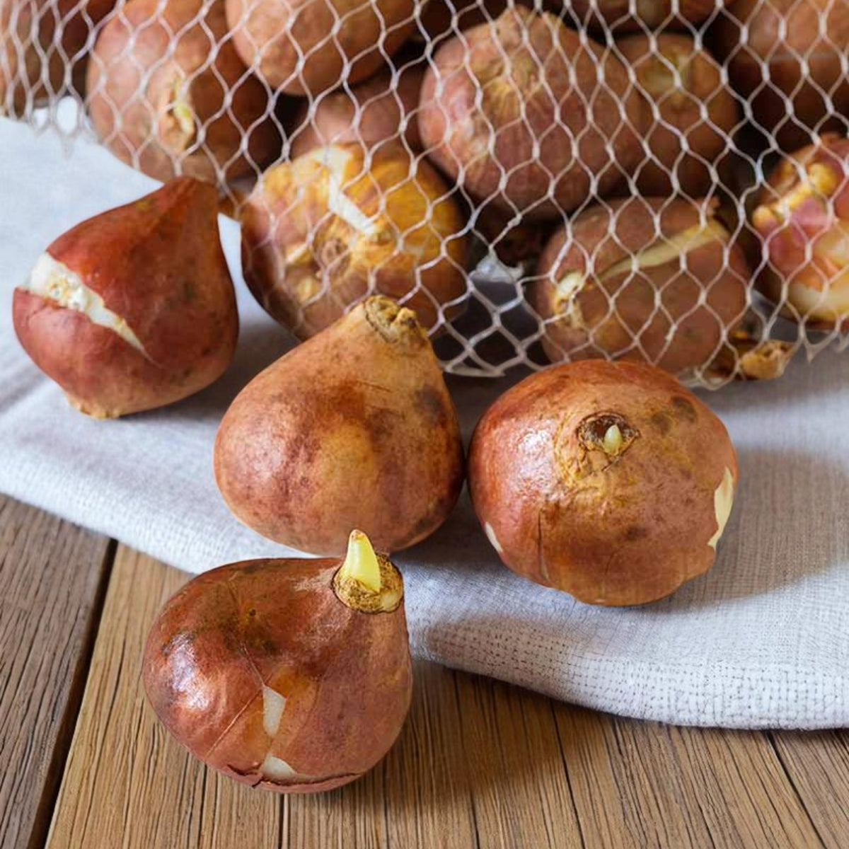 Tulip Orange Pride Spring Bulbs A collection of tulip bulbs in a netted bag resting on a wooden table with a white cloth. 4