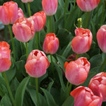 Tulip Orange Pride Spring Bulbs Field of orange-red tulips lit by a bright sunbeam, with trees and colourful garden beds in the distance. 2