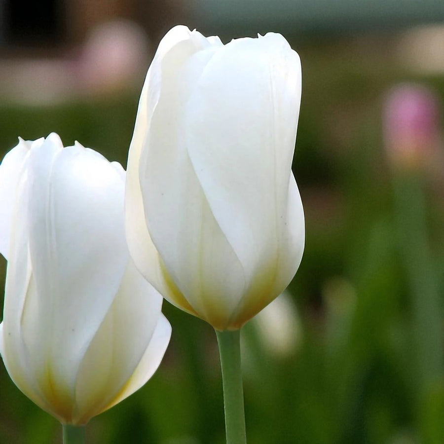 Tulip White Perfectionist Spring Bulbs Close-up of two pristine White Perfectionist tulips, with silky, slightly pointed petals and soft green stems, glowing subtly in natural light. 2