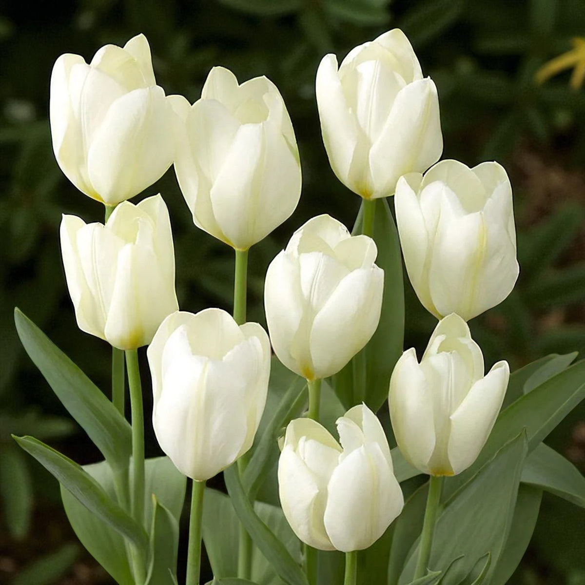 Tulip White Perfectionist Spring Bulbs A smaller group of blooming White Perfectionist tulips with slightly creamy white petals, displayed in a garden setting with deep green foliage. 4