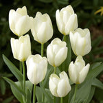 Tulip White Perfectionist Spring Bulbs A smaller group of blooming White Perfectionist tulips with slightly creamy white petals, displayed in a garden setting with deep green foliage. 4