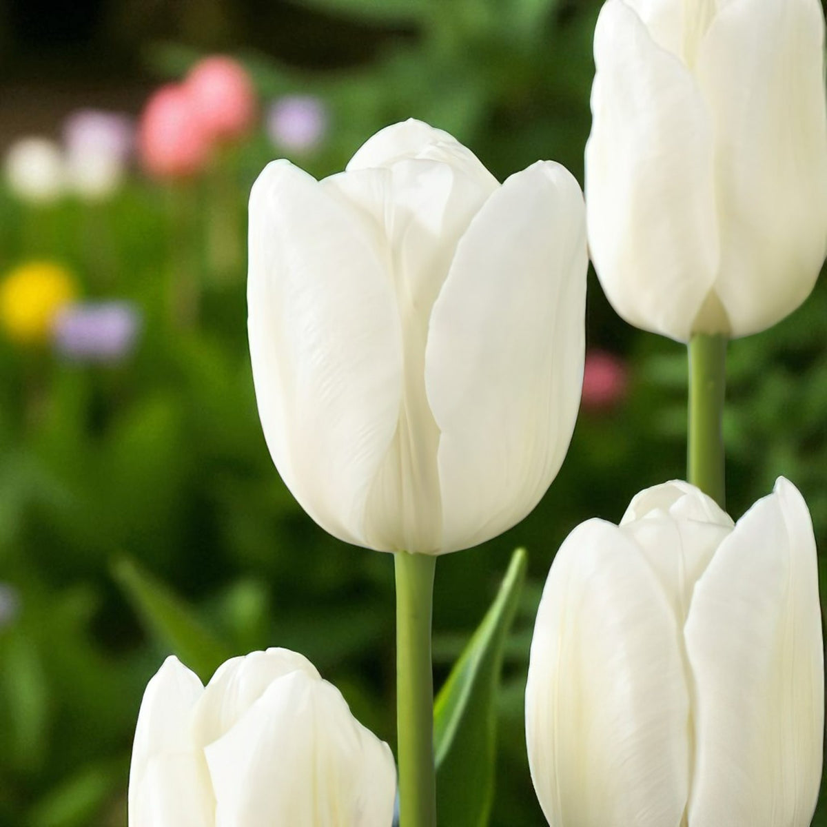 Tulip White Perfectionist Spring Bulbs Macro shot of a single White Perfectionist tulip in focus, with smooth, creamy-white petals and a blurred background of colourful tulips. 5