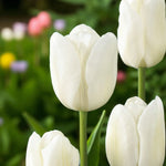 Tulip White Perfectionist Spring Bulbs Macro shot of a single White Perfectionist tulip in focus, with smooth, creamy-white petals and a blurred background of colourful tulips. 5
