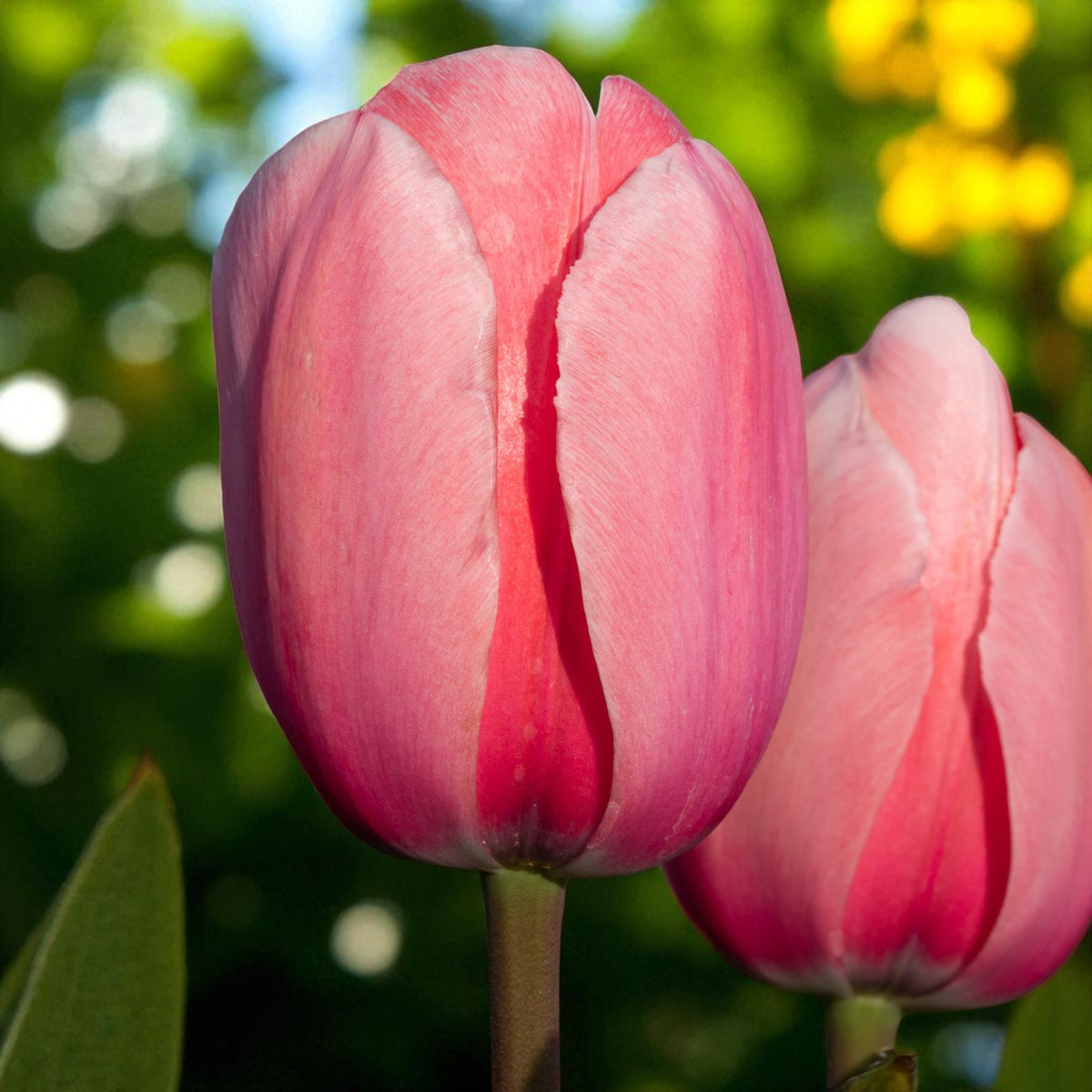 Tulip Pink Impression Spring Bulbs Detailed view of two pink tulip 'Pink Impression' flower heads with smooth petals, set against a soft-focus garden background. 2
