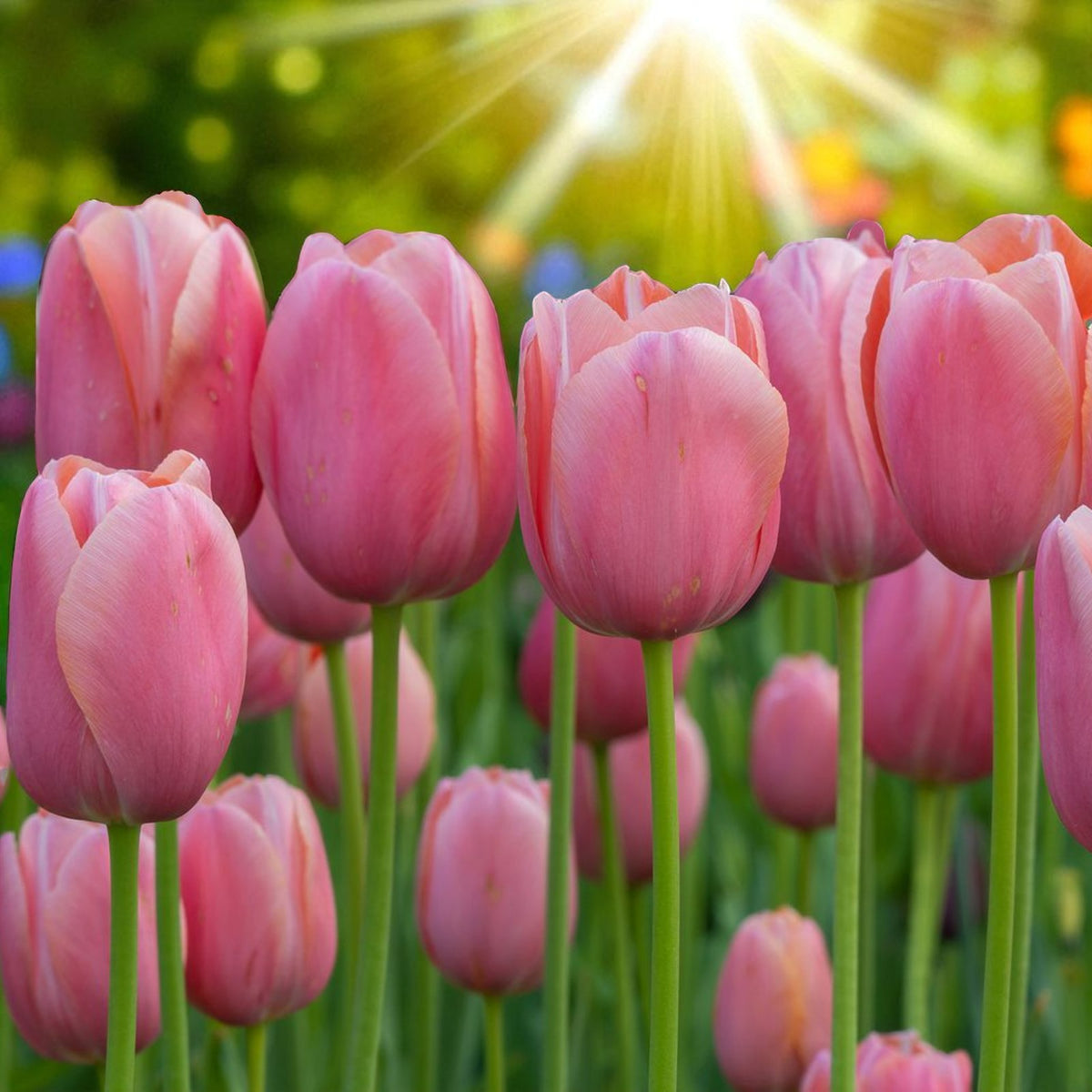 Tulip Pink Impression Spring Bulbs Group of tall pink tulip 'Pink Impression' flowers standing upright in a sunny garden setting, surrounded by rich green leaves. 4