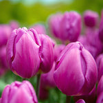 Tulip Purple Flag Spring Bulbs Close-up of vibrant purple Tulip Purple Flag blooms with slightly closed petals, set against a softly blurred green background. 4