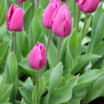 Tulip Purple Flag Spring Bulbs Cluster of purple Tulip Purple Flag flowers emerging from lush green foliage in a garden bed. 2