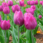 Tulip Purple Flag Spring Bulbs Field of Tulip Purple Flag flowers in full bloom, showing strong stems and vivid purple petals with garden soil below. 5