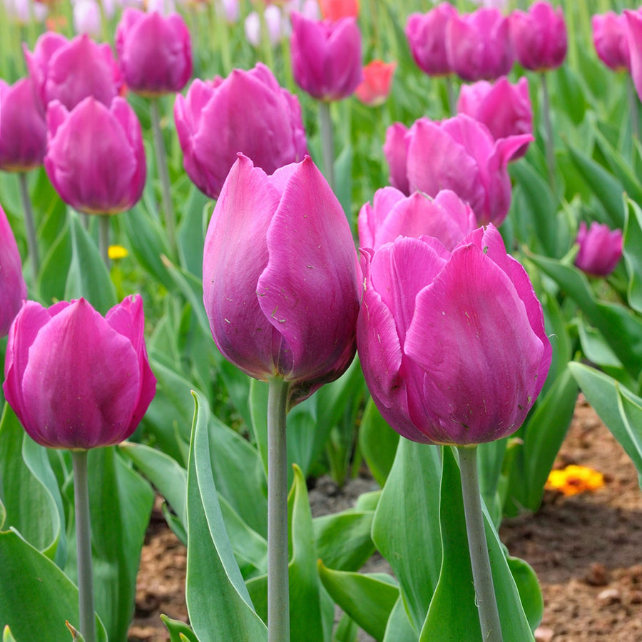 Tulip Purple Flag Spring Bulbs Field of Tulip Purple Flag flowers in full bloom, showing strong stems and vivid purple petals with garden soil below. 5