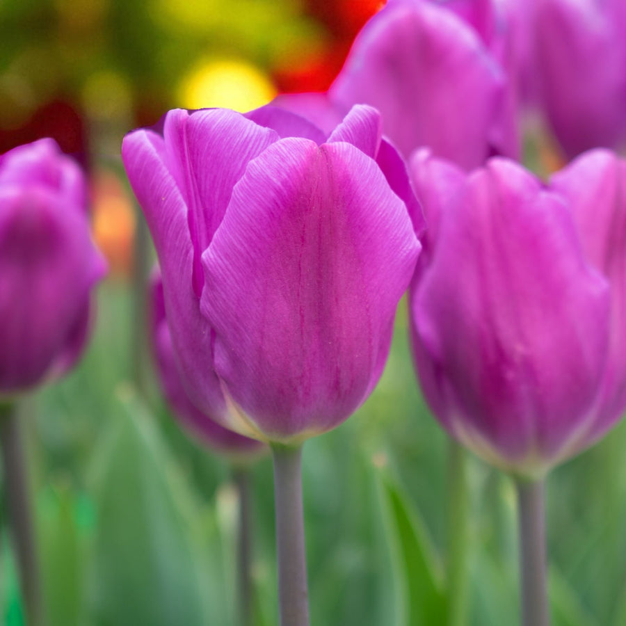 Tulip Purple Flag Spring Bulbs Detailed view of a single Tulip Purple Flag bloom with delicate purple petals and blurred colourful flowers in the background. 1