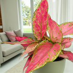 Indoor Plant Colour Collection -  Philodendron Pink Princess, Aglaonema Cherry Baby & Iresine Herbstii ‘Rich Redstar  3