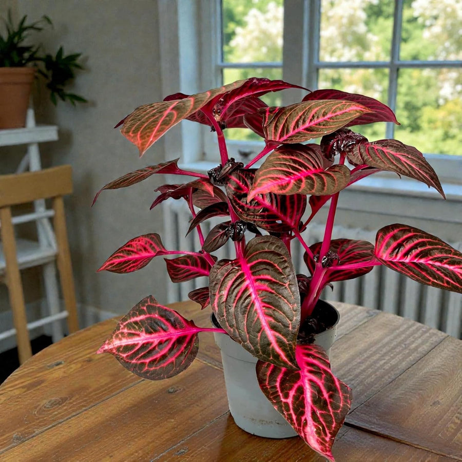 Indoor Plant Colour Collection