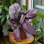 The Experts Plant Collection - Persian Shield, Purple Orchid and Boston Fern  4