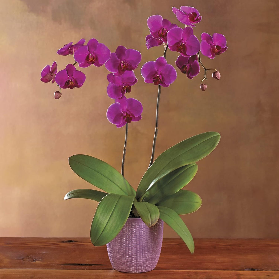 The Experts Plant Collection - Persian Shield, Purple Orchid and Boston Fern  2