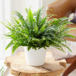 The Experts Plant Collection - Persian Shield, Purple Orchid and Boston Fern  3