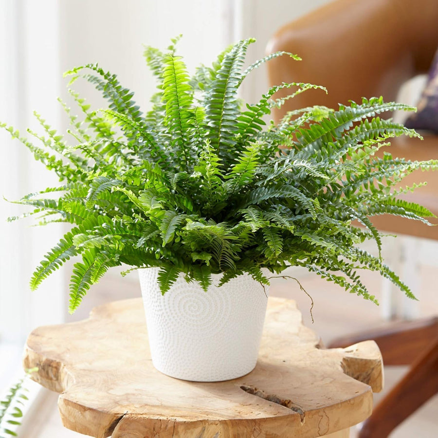 The Experts Plant Collection - Persian Shield, Purple Orchid and Boston Fern  3