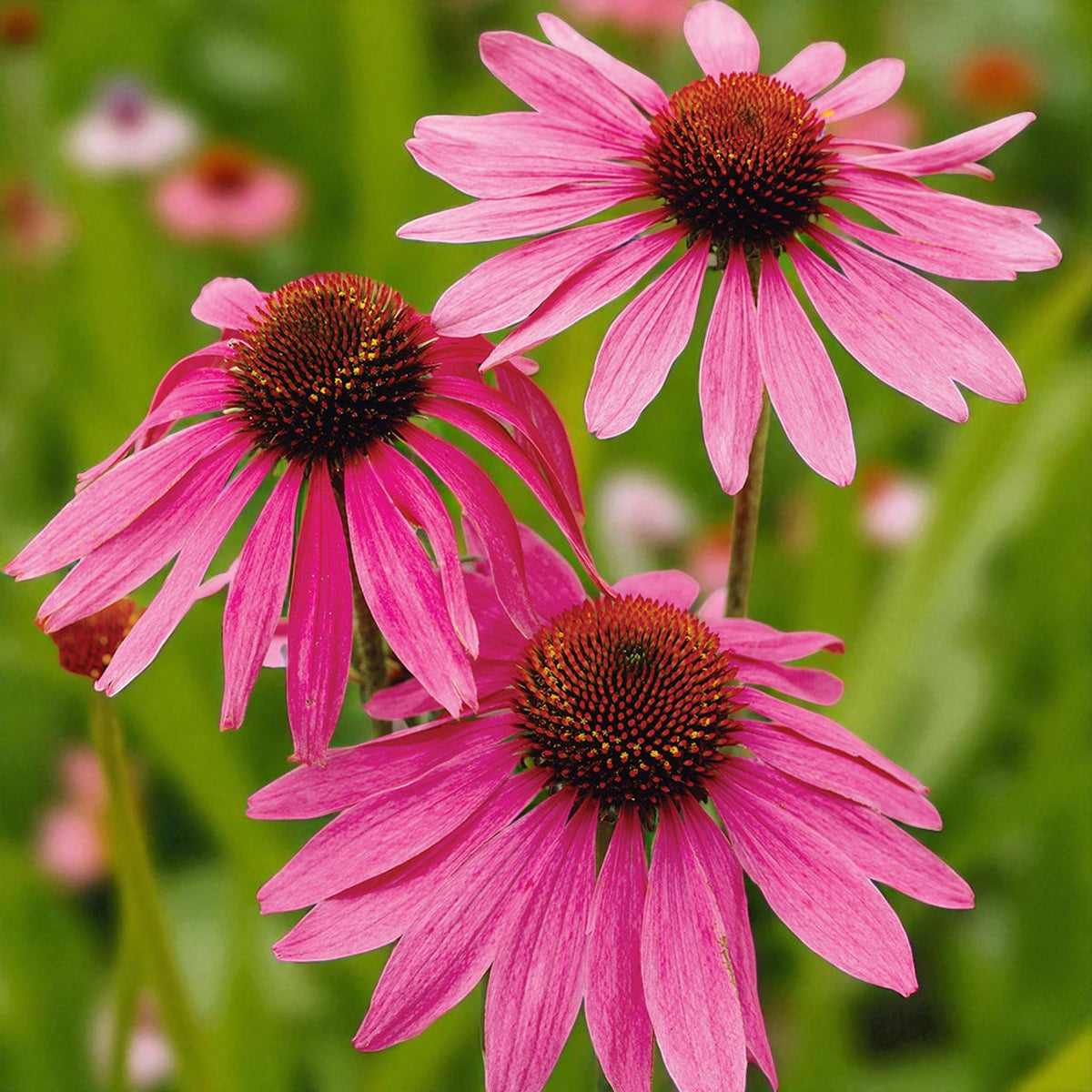 Echinacea The King Bare Root  1