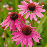 Echinacea The King Bare Root  1