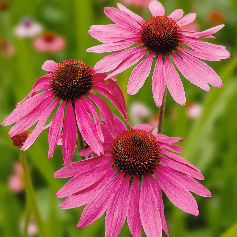 Echinacea The King Bare Root  1