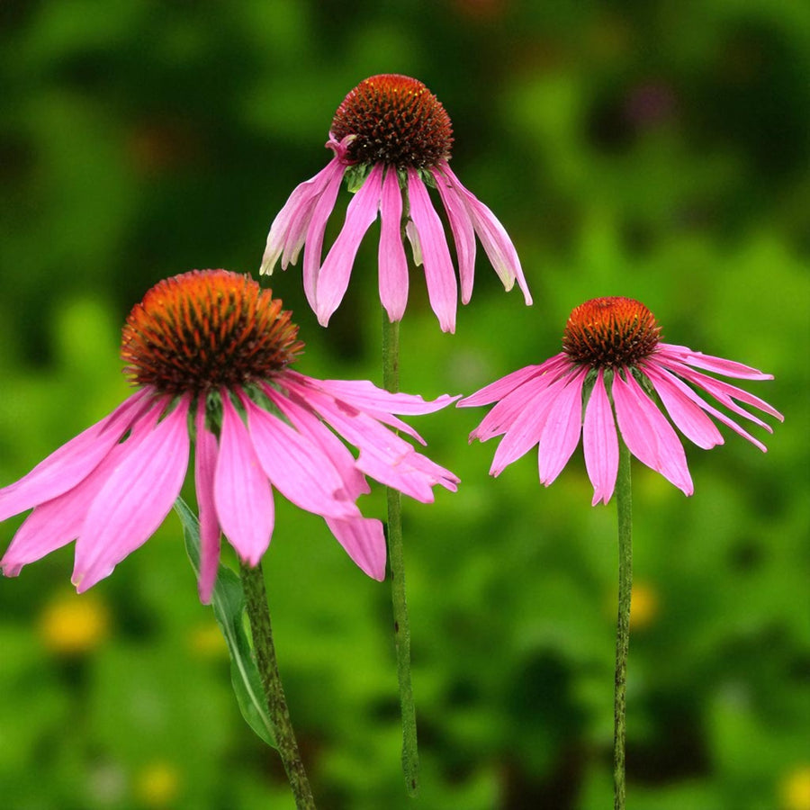 Echinacea The King Bare Root  2