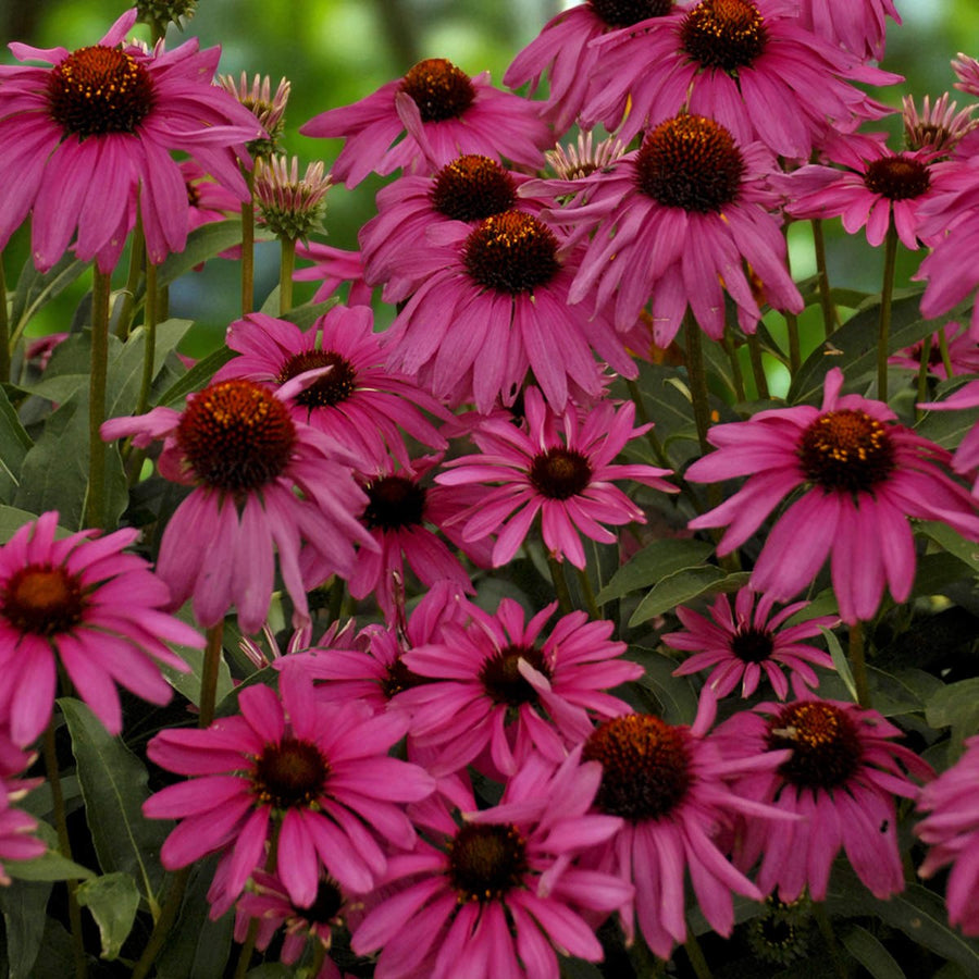 Echinacea, Coreopsis & Gaillardia Bare Root Mix  2