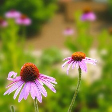Echinacea The King Bare Root  4