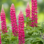 Lupinus The Pages Bare Root  2