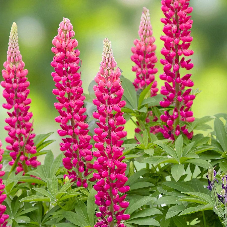 Lupinus The Pages Bare Root  2