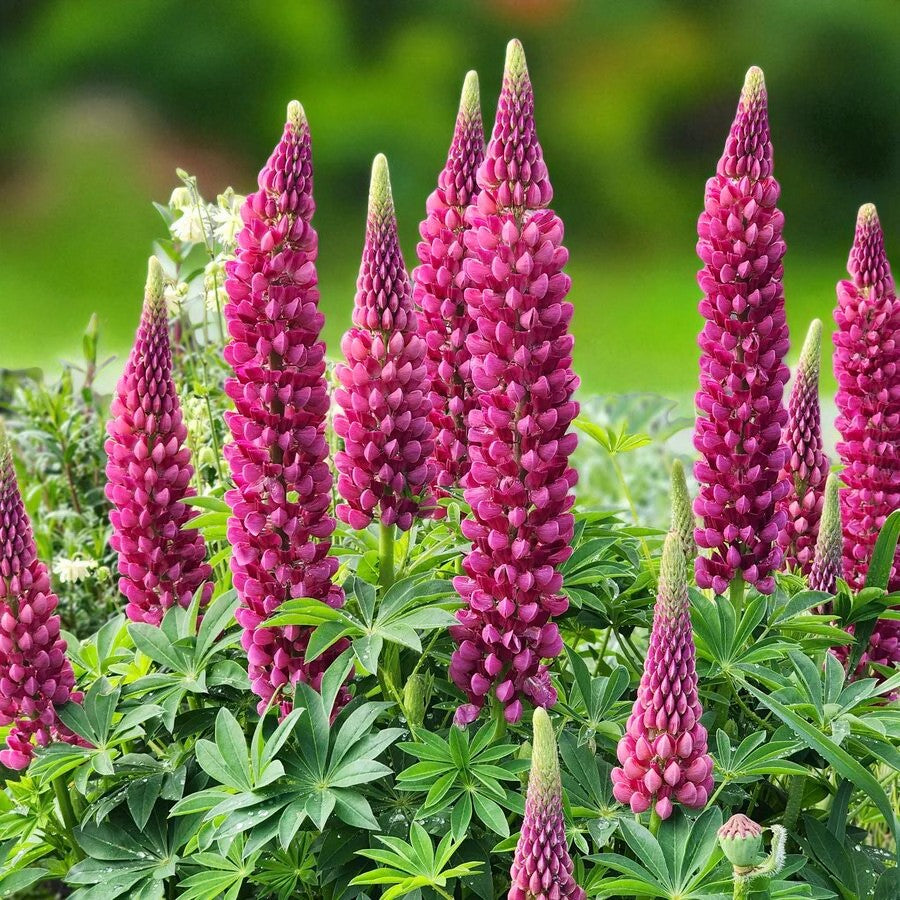 Lupinus The Pages Bare Root  1