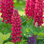 Lupinus The Pages Bare Root  3