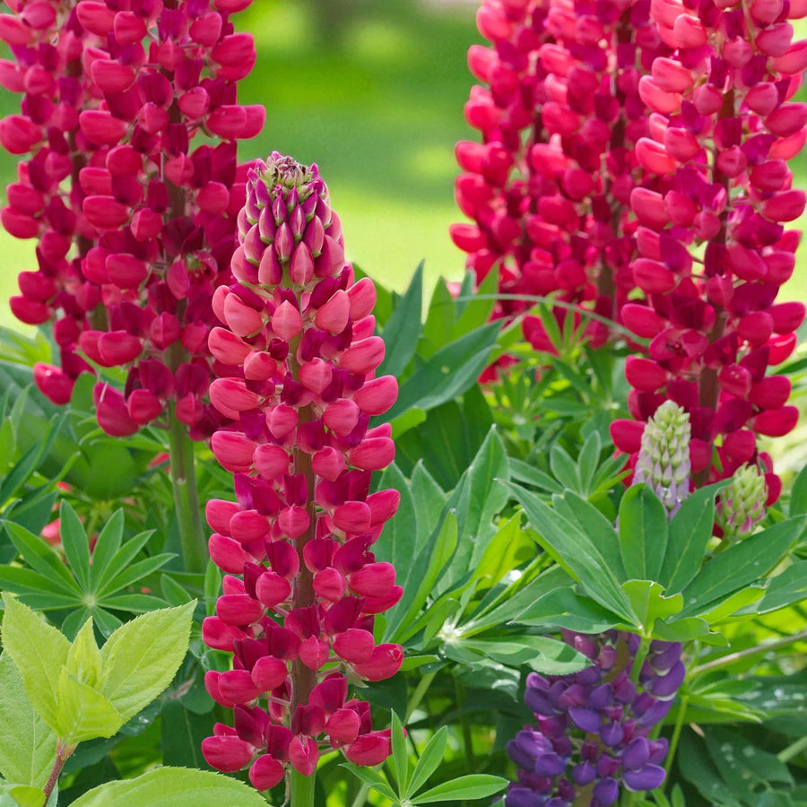 Lupinus The Pages Bare Root  3