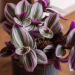 The Unkillable Houseplants - Tradescantia Nanouk, Cheese Plant & Rubber Plant  3