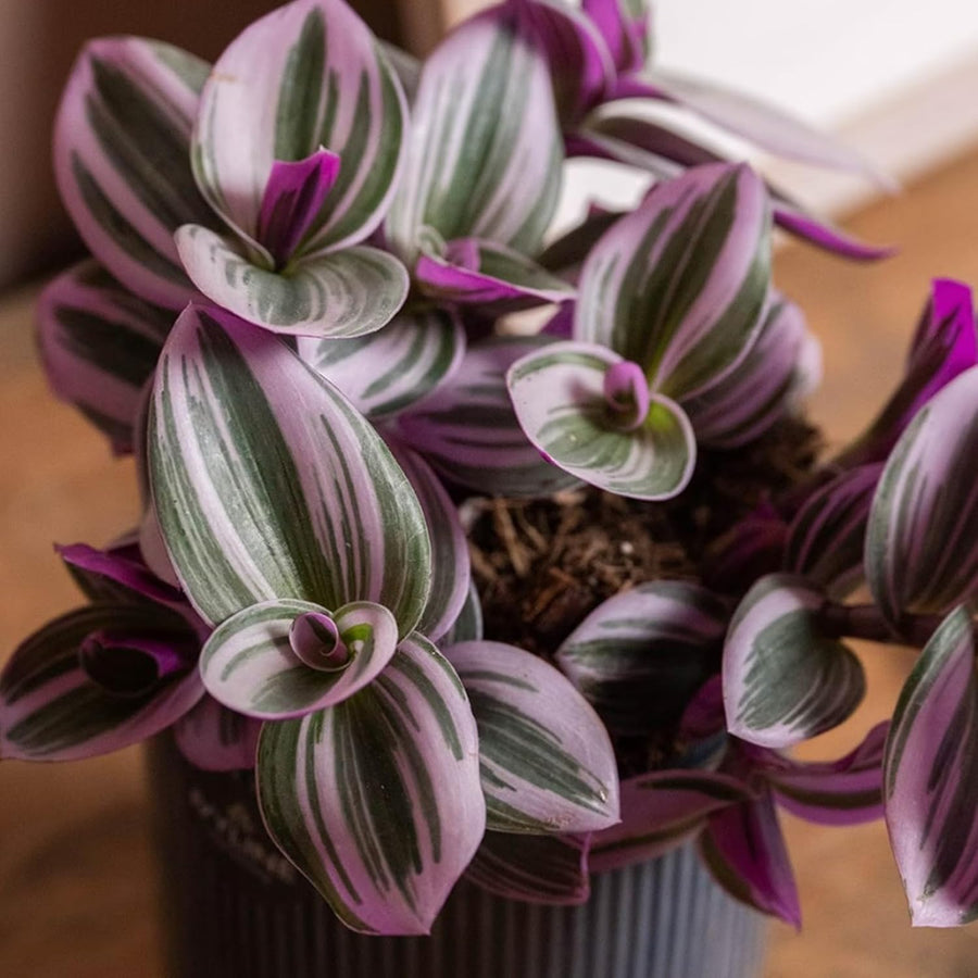 The Unkillable Houseplants - Tradescantia Nanouk, Cheese Plant & Rubber Plant  3