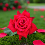 Thinking of You Bare Root Rose  3