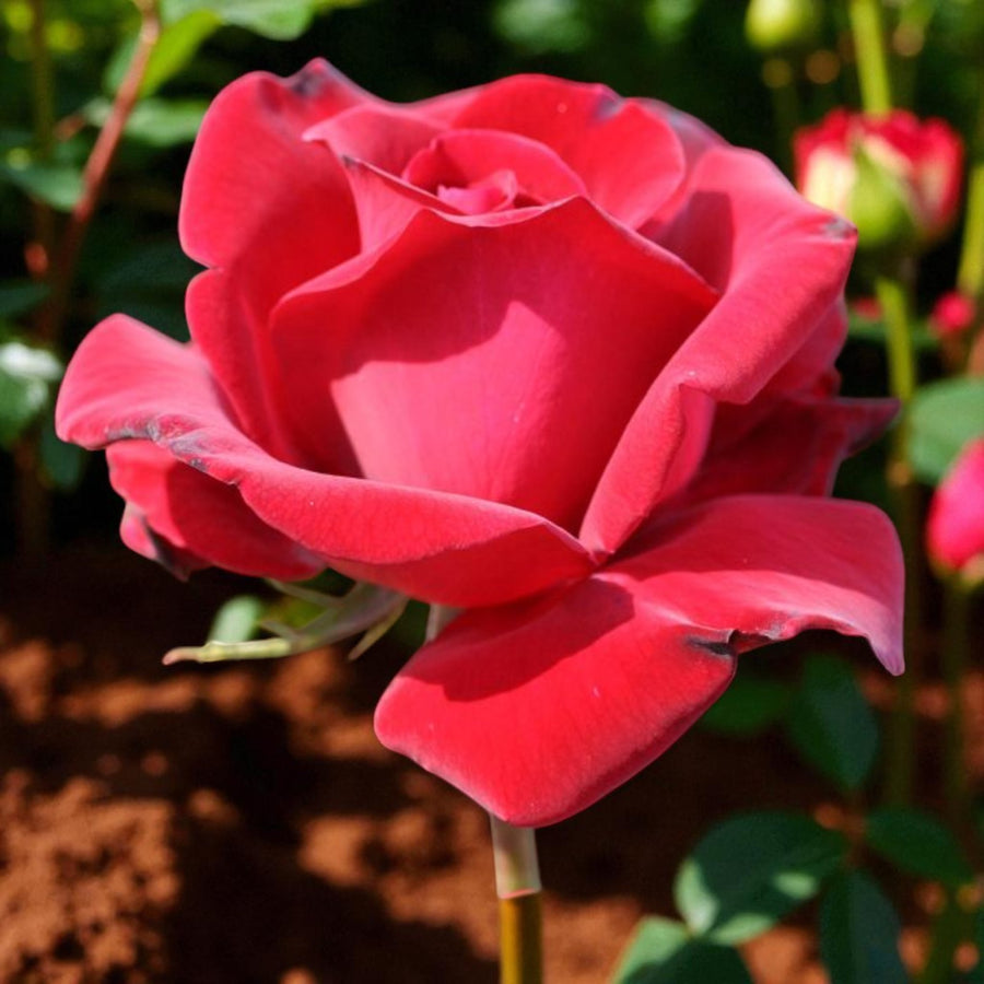 Thinking of You Bare Root Rose  2