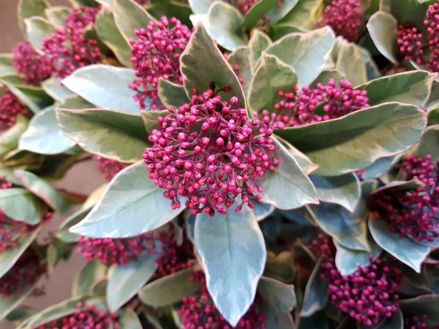 Skimmia Japonica 'Perosa' Thumbskimmia-japonica-perosa-skimmia-japonica-perosa1554447461 1