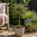 Thyme Lollipop Tree  1