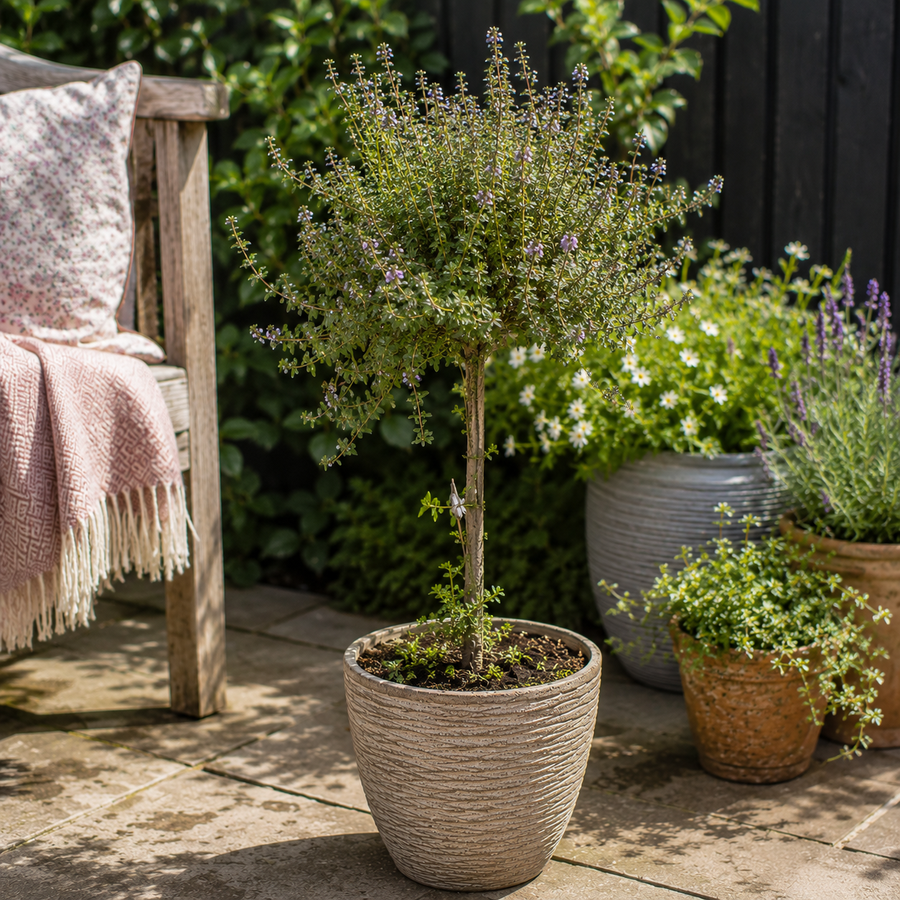 Thyme Lollipop Tree  1