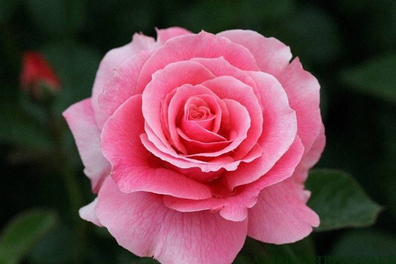 Pink Rose Bush - Tickled Pink
