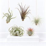 Air Plants Mix Tillandsia  1