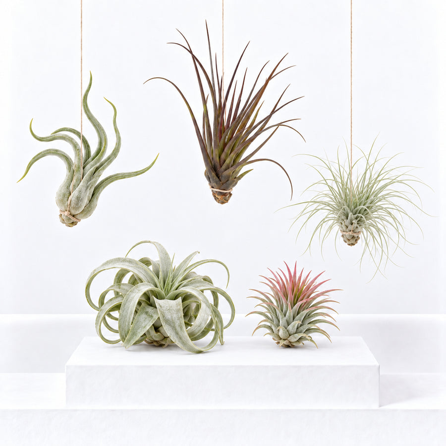 Air Plants Mix Tillandsia  1